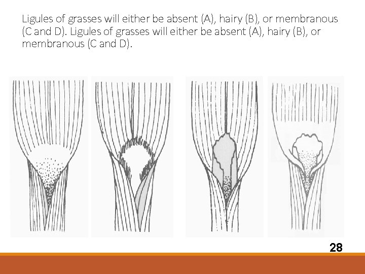Ligules of grasses will either be absent (A), hairy (B), or membranous (C and