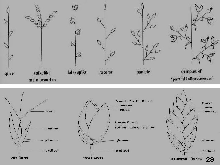 MATA KULIAH ILMU TANAMAN PAKAN TERNAK 19 29 