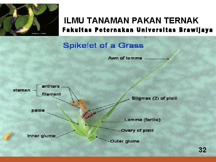 ILMU TANAMAN PAKAN TERNAK 21 32 