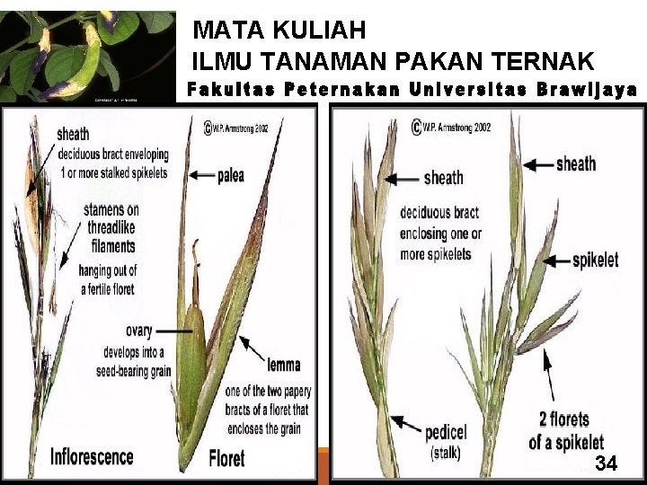 MATA KULIAH ILMU TANAMAN PAKAN TERNAK 23 34 