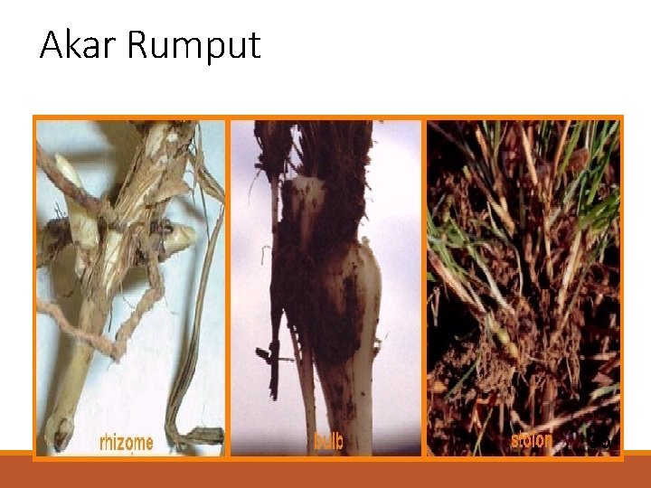 Akar Rumput 35 