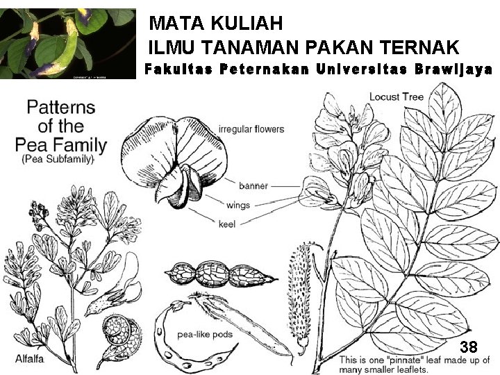 MATA KULIAH ILMU TANAMAN PAKAN TERNAK 26 38 