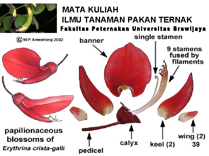 MATA KULIAH ILMU TANAMAN PAKAN TERNAK 27 39 