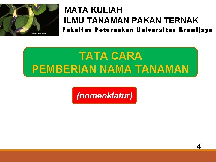 MATA KULIAH ILMU TANAMAN PAKAN TERNAK TATA CARA PEMBERIAN NAMA TANAMAN (nomenklatur) 4 