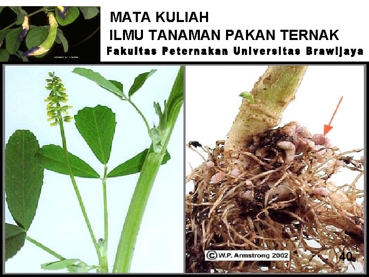 MATA KULIAH ILMU TANAMAN PAKAN TERNAK 28 40 