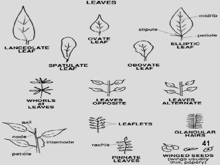 MATA KULIAH ILMU TANAMAN PAKAN TERNAK 41 29 