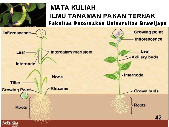 MATA KULIAH ILMU TANAMAN PAKAN TERNAK 30 42 
