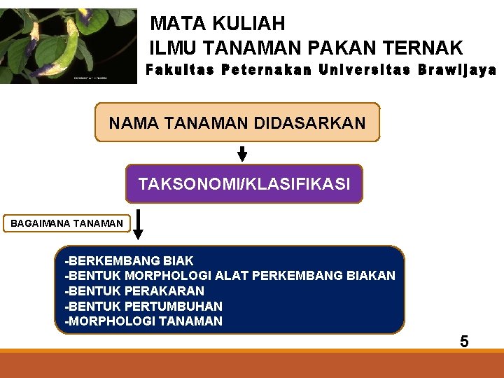 MATA KULIAH ILMU TANAMAN PAKAN TERNAK NAMA TANAMAN DIDASARKAN TAKSONOMI/KLASIFIKASI BAGAIMANA TANAMAN -BERKEMBANG BIAK