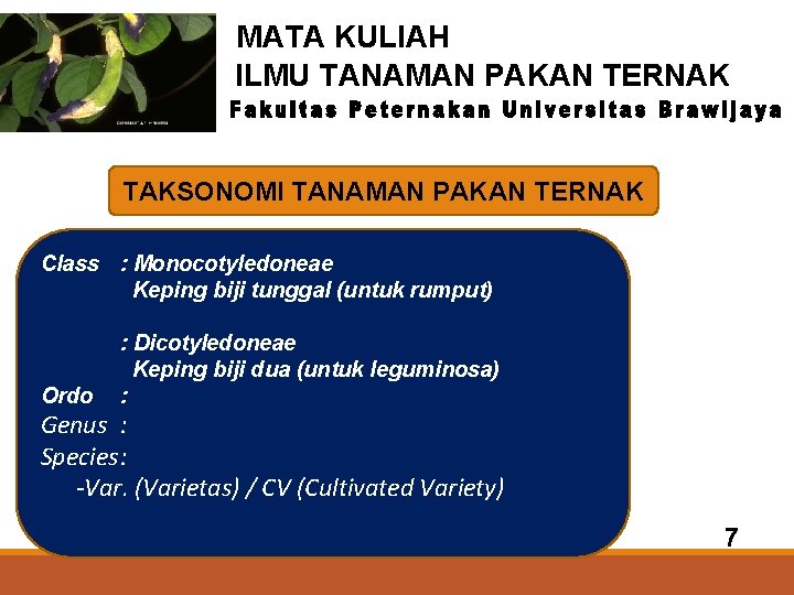 MATA KULIAH ILMU TANAMAN PAKAN TERNAK TAKSONOMI TANAMAN PAKAN TERNAK Class : Monocotyledoneae Keping