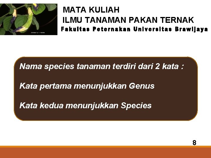 MATA KULIAH ILMU TANAMAN PAKAN TERNAK Nama species tanaman terdiri dari 2 kata :