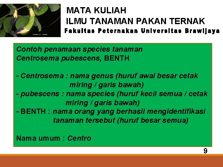 MATA KULIAH ILMU TANAMAN PAKAN TERNAK Contoh penamaan species tanaman Centrosema pubescens, BENTH -