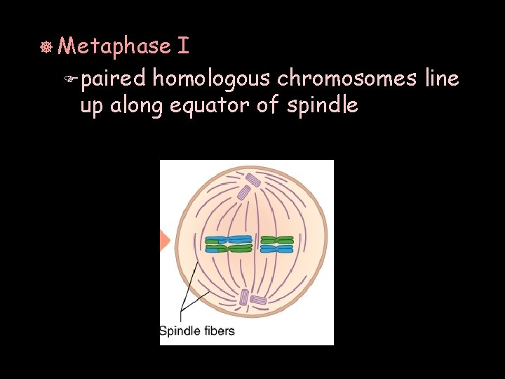 ] Metaphase I F paired homologous chromosomes line up along equator of spindle 