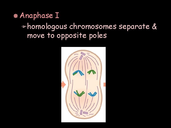 ] Anaphase I F homologous chromosomes separate & move to opposite poles 