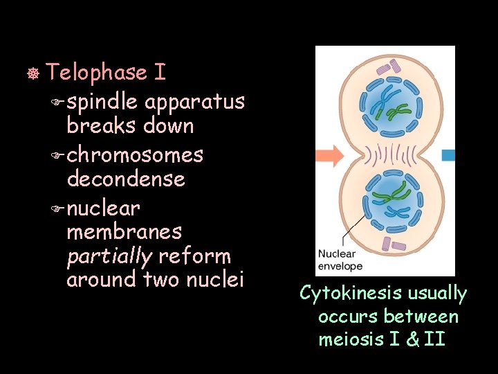 ] Telophase I F spindle apparatus breaks down F chromosomes decondense F nuclear membranes