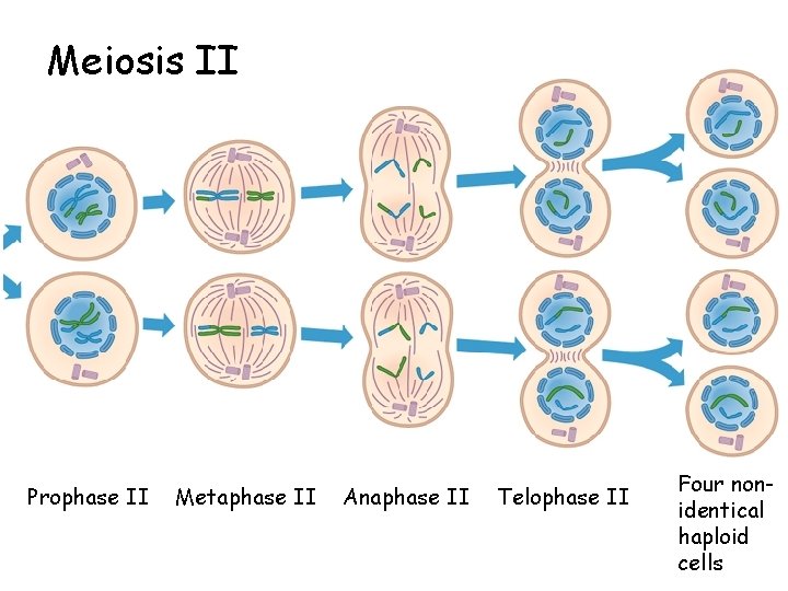 Meiosis II Prophase II Metaphase II Anaphase II Telophase II Four nonidentical haploid cells