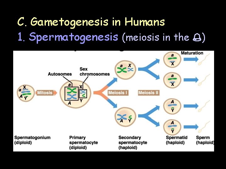 C. Gametogenesis in Humans 1. Spermatogenesis (meiosis in the ) 