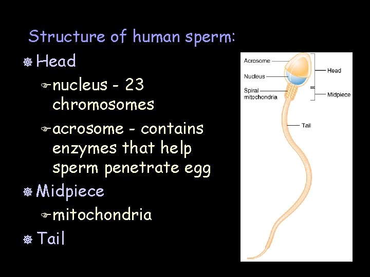 Structure of human sperm: ] Head F nucleus - 23 chromosomes F acrosome -