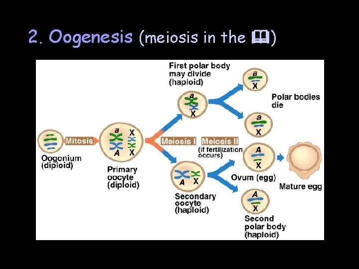 2. Oogenesis (meiosis in the ) 