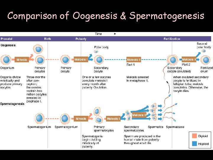 Comparison of Oogenesis & Spermatogenesis 