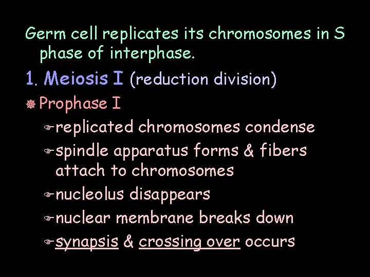 Germ cell replicates its chromosomes in S phase of interphase. 1. Meiosis I (reduction