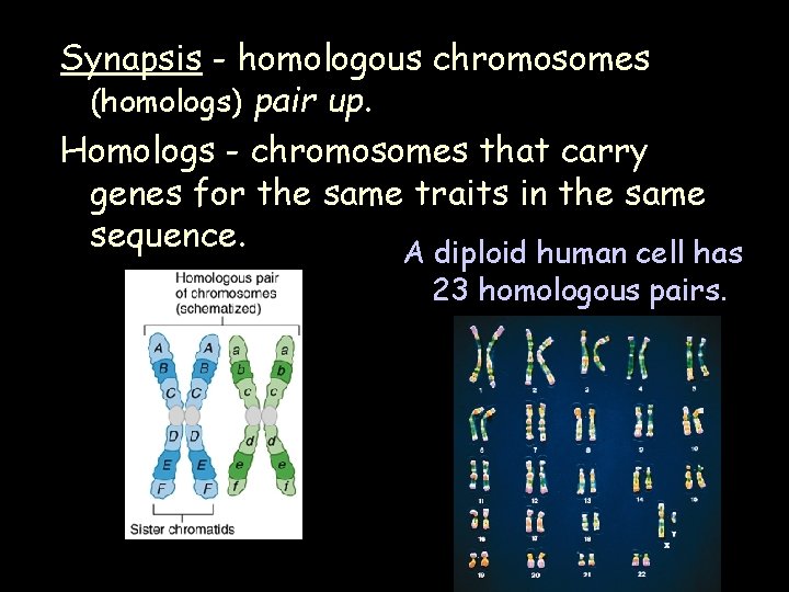 Synapsis - homologous chromosomes (homologs) pair up. Homologs - chromosomes that carry genes for