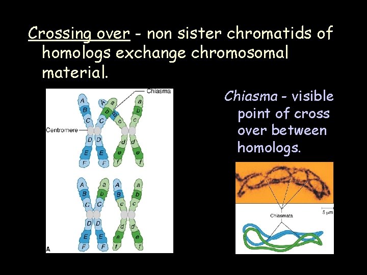 Crossing over - non sister chromatids of homologs exchange chromosomal material. Chiasma - visible