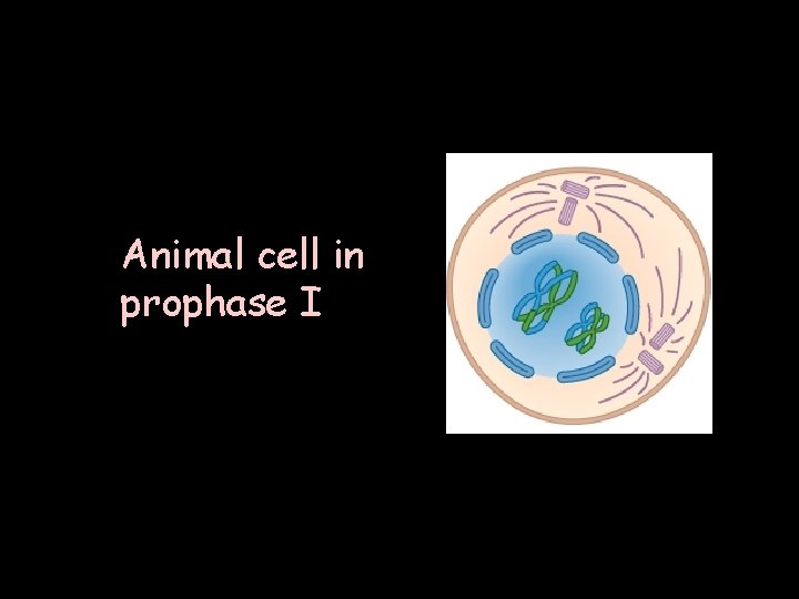 Animal cell in prophase I 