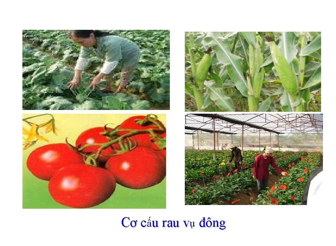 Cơ cấu rau vụ đông 