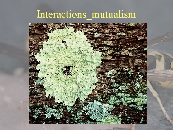 Interactions_mutualism 