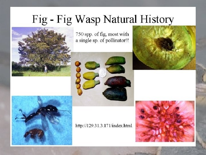 Fig and fig wasp 
