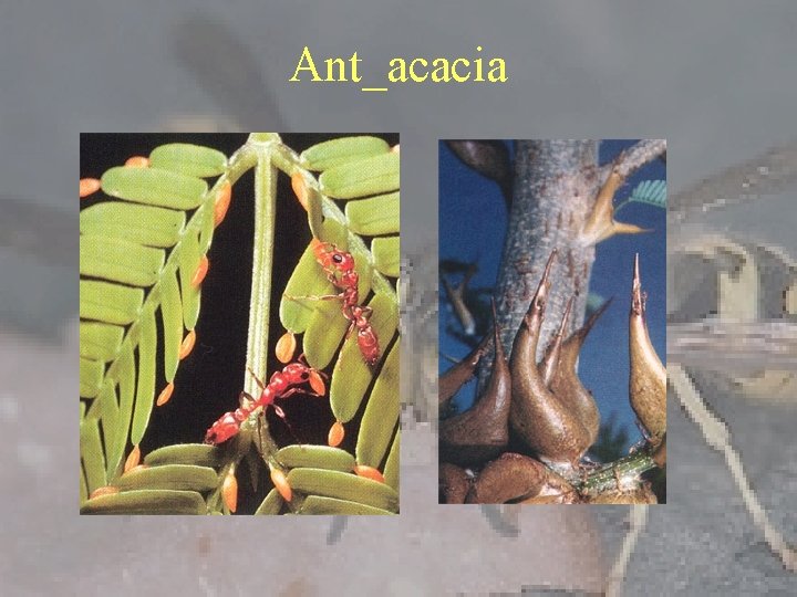 Ant_acacia 