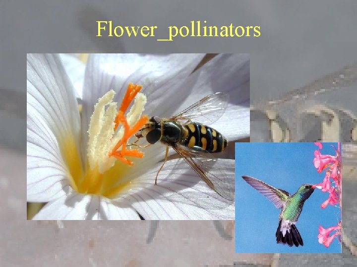 Flower_pollinators 