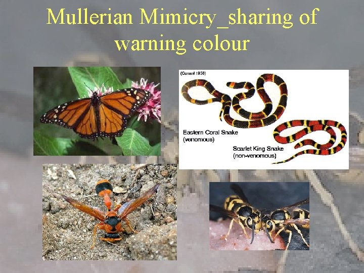 Mullerian Mimicry_sharing of warning colour 