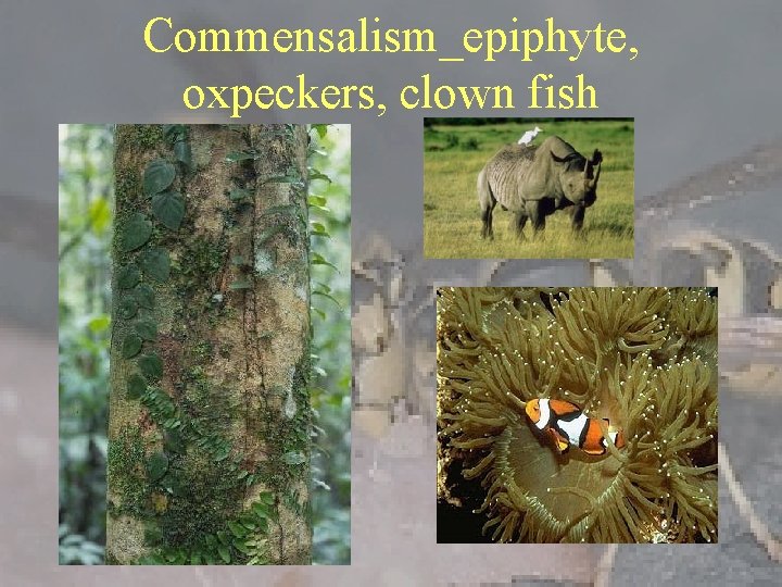 Commensalism_epiphyte, oxpeckers, clown fish 