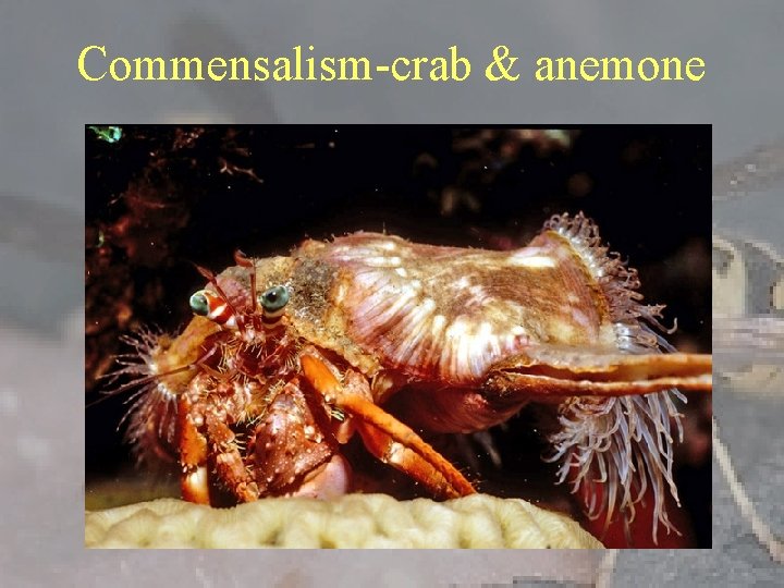 Commensalism-crab & anemone 