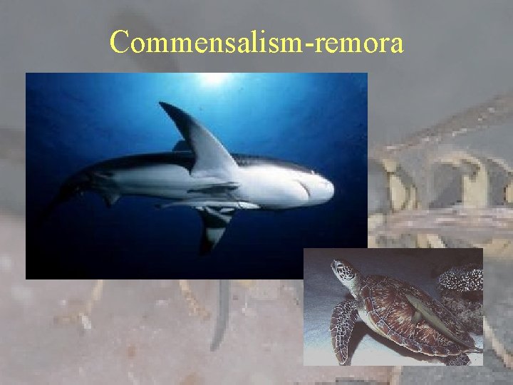 Commensalism-remora 