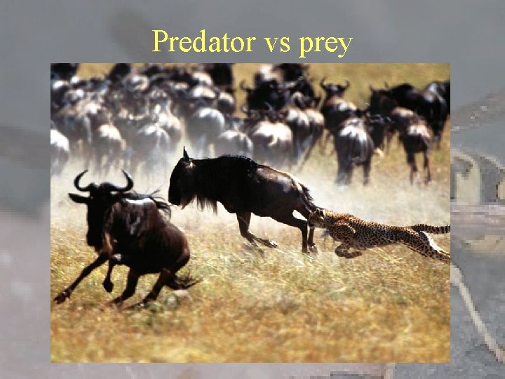 Predator vs prey 