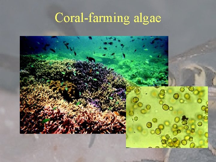 Coral-farming algae 