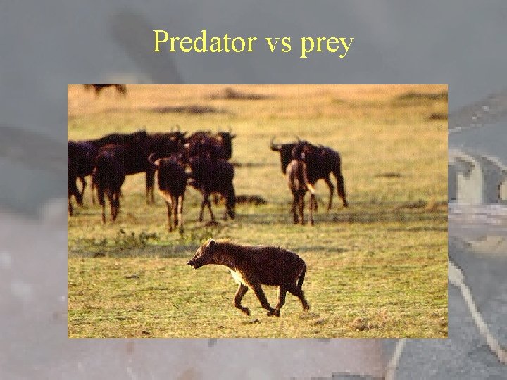 Predator vs prey 