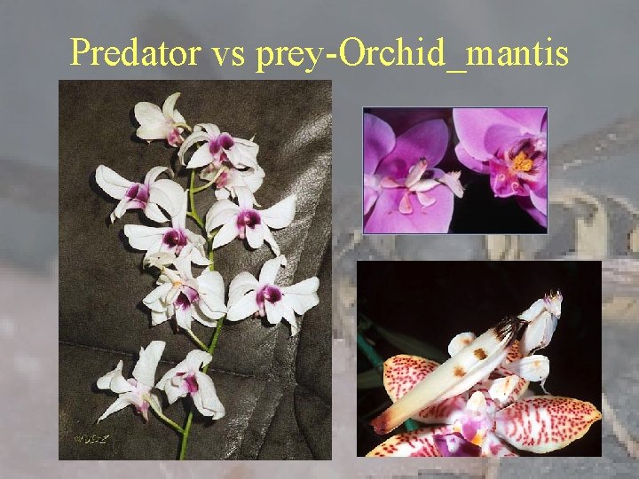 Predator vs prey-Orchid_mantis 