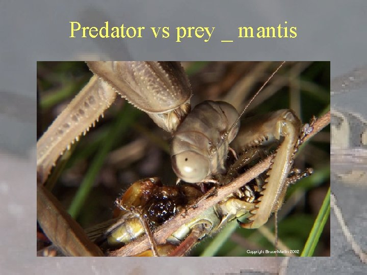 Predator vs prey _ mantis 