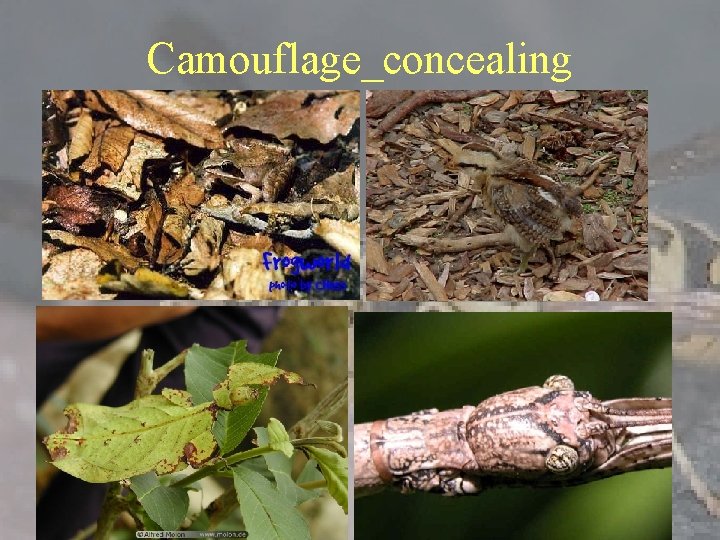 Camouflage_concealing 