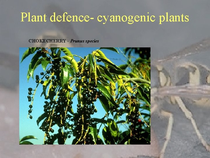 Plant defence- cyanogenic plants CHOKECHERRY - Prunus species 