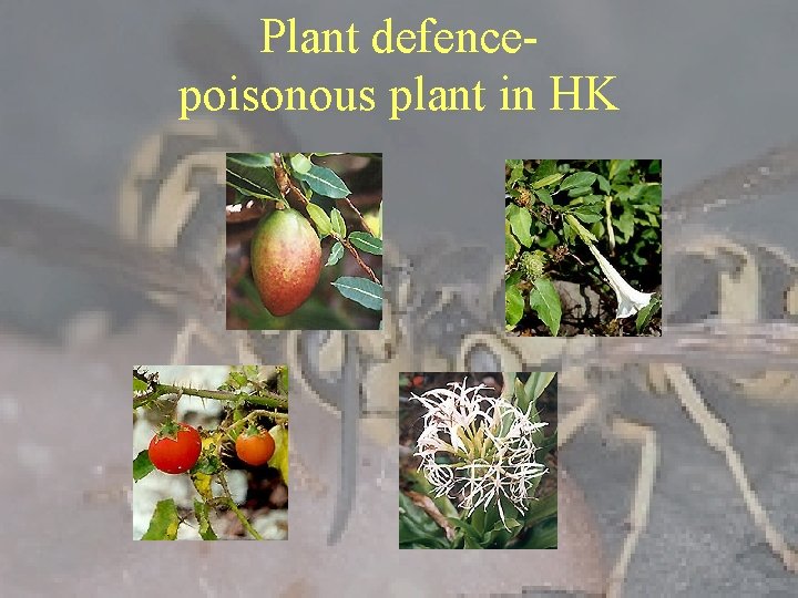 Plant defencepoisonous plant in HK 
