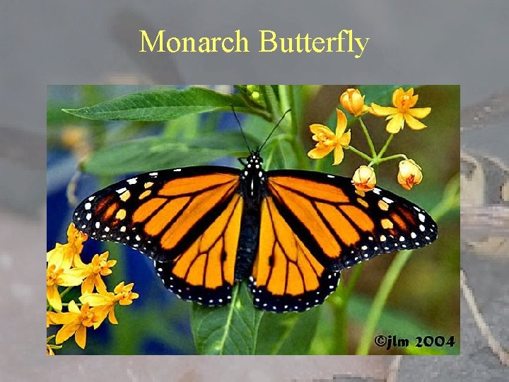 Monarch Butterfly 