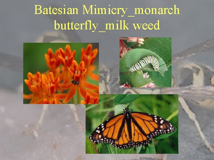 Batesian Mimicry_monarch butterfly_milk weed 