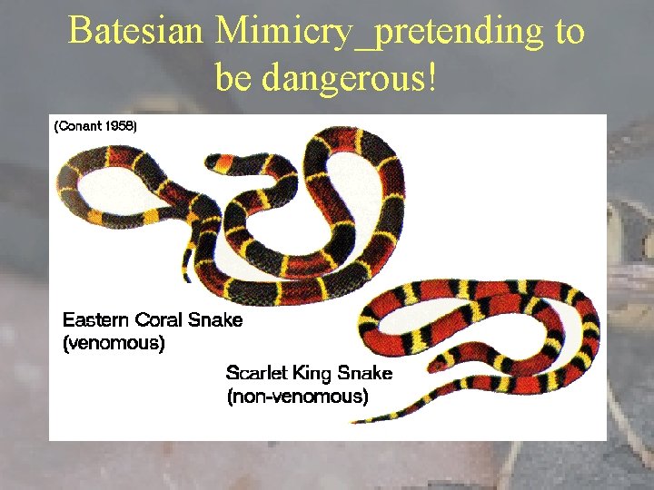Batesian Mimicry_pretending to be dangerous! 