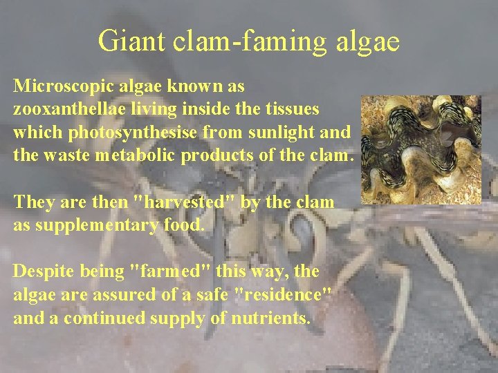 Giant clam-faming algae Microscopic algae known as zooxanthellae living inside the tissues which photosynthesise