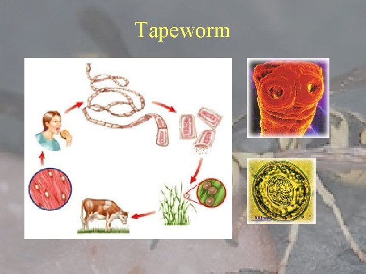 Tapeworm 