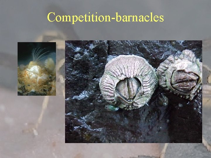 Competition-barnacles 